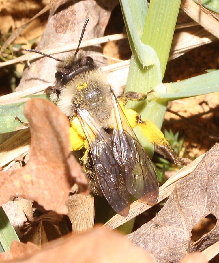 Andrena vaga-W